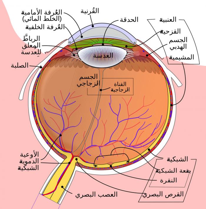 العين الكسولة.. المخ لا يدمج الصور