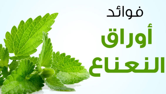 ما هي فوائد اوراق النعناع