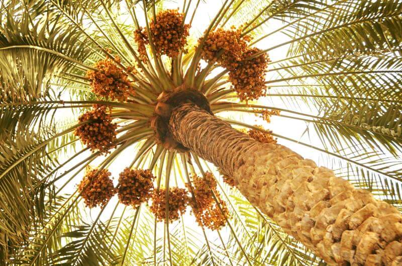 النخلة الكربلائية تساهم في الصناعة الشعبية القديمة