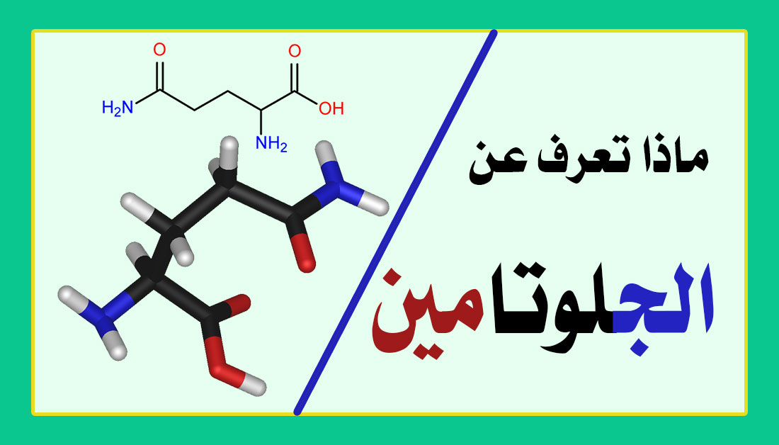 ماذا تعرف عن الجلوتامين وما فائدته ومتى يتوقف جسم الانسان انتاجه