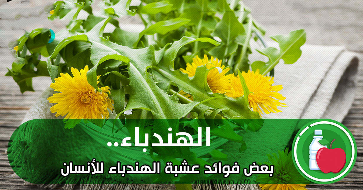 بعض فوائد عشبة الهندباء للأنسان