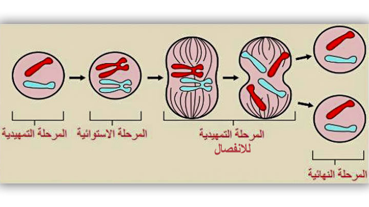 مراحل الانقسام الخيطي المتساوي في الخلية النباتية