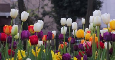 بماذا امتازت زهرة التوليب؟