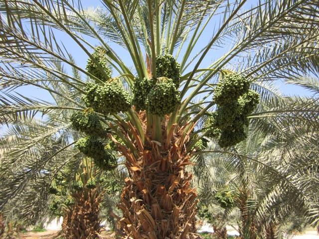تراث كربلائي من بركات شجرة النخيل