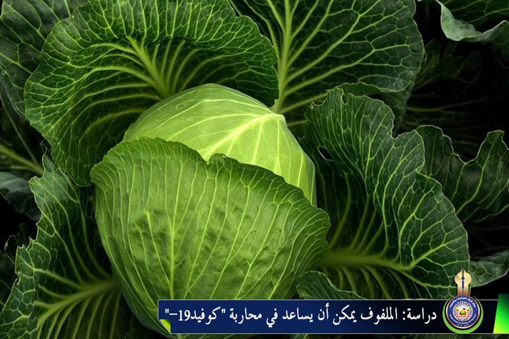 دراسة: الملفوف يمكن أن يساعد في محاربة كوفيد-19