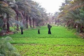 المراتب الحجمية للمستقرات الريفية في محافظة كربلاء المقدسة