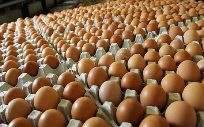منطقة عون في كربلاء تعلن عن إنتاج 3 ملايين بيضة شهرياً