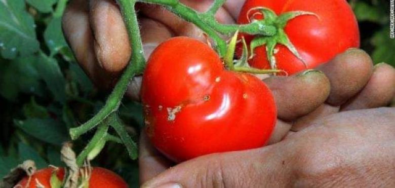 كربلاء: مكافحة أكثر من (3000) دونم من آفة تصيب الطماطم