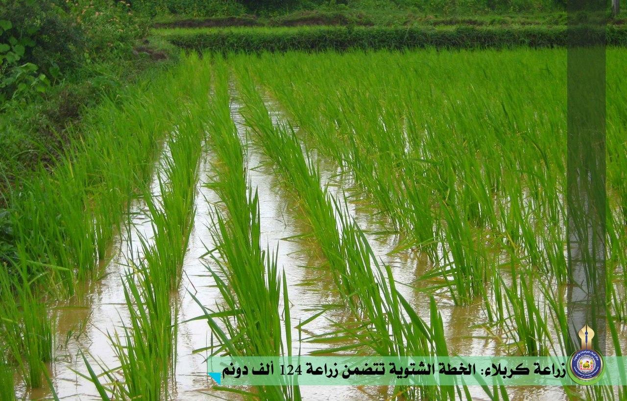 زراعة كربلاء: الخطة الشتوية تتضمن زراعة 124 ألف دونم