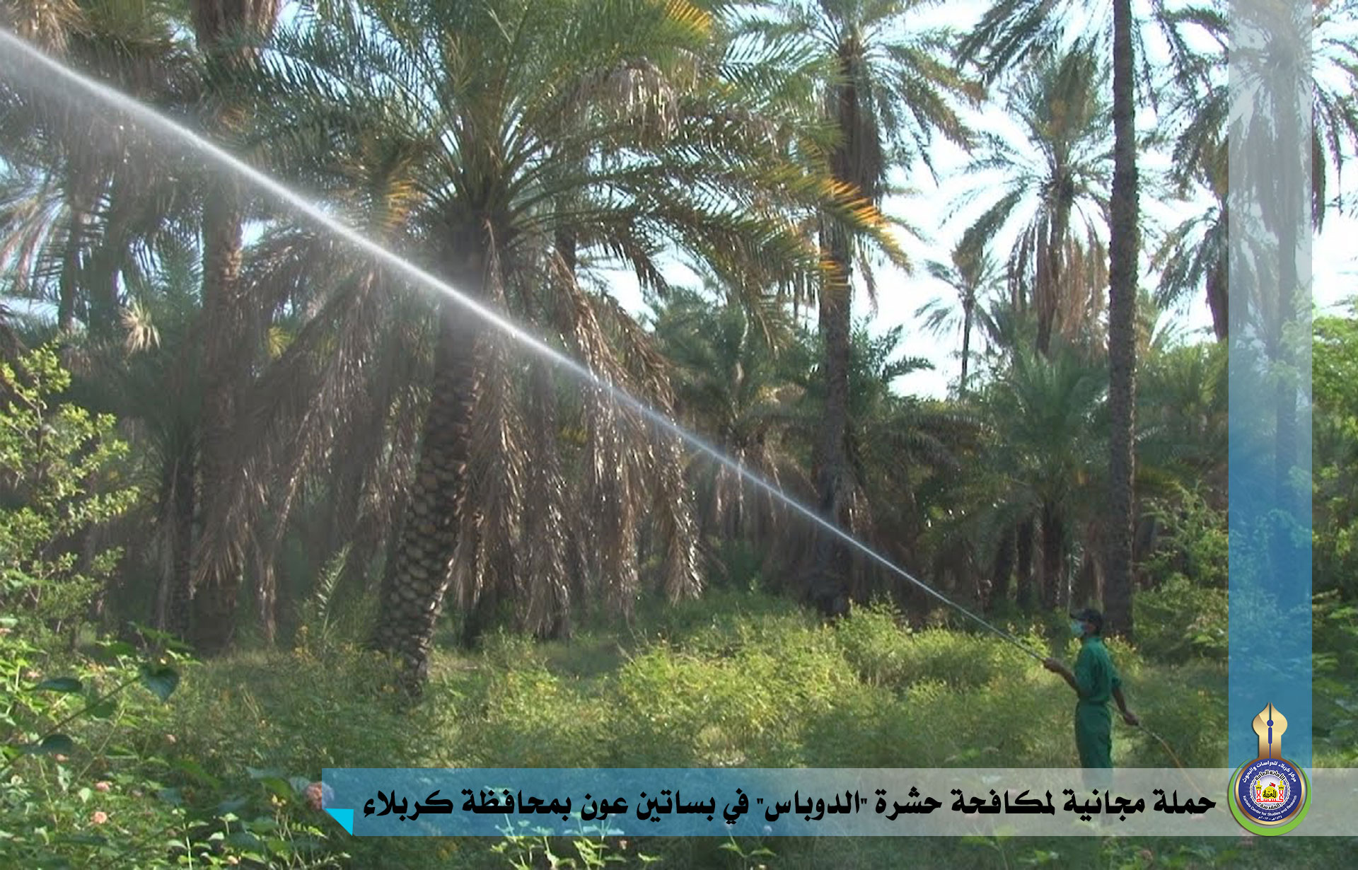 حملة مجانية لمكافحة حشرة  الدوباس  في بساتين عون بمحافظة كربلاء