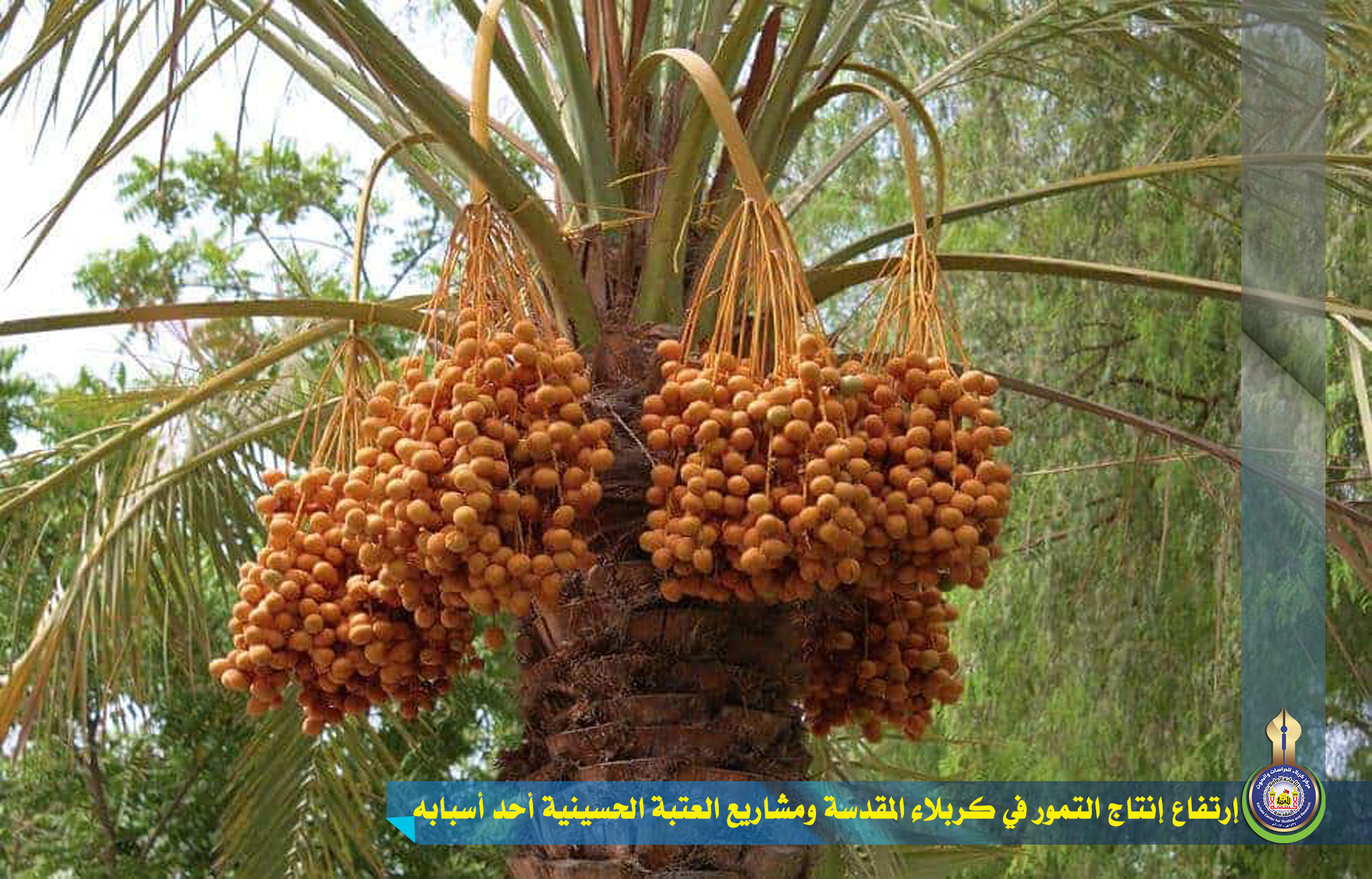 إرتفاع إنتاج التمور في كربلاء المقدسة ومشاريع العتبة الحسينية أحد أسبابه