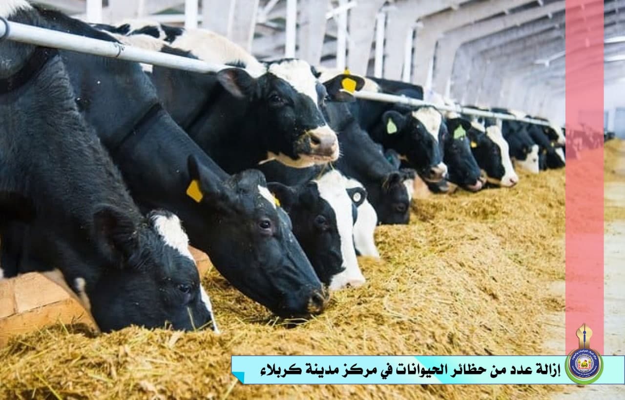 إزالة عدد من حظائر الحيوانات في مركز مدينة كربلاء