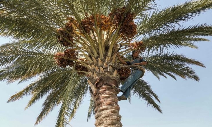 صاعود النخلة… مهنة تراثية عراقية تواجه خطر الإندثار