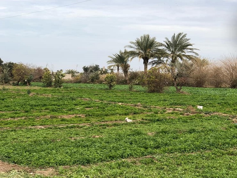 زراعة كربلاء تجهّز الفلاحين بالمستلزمات استعدادا لتنفيذ الخطة الشتوية