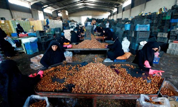 موسم جني التمر يوفر دخلاً للأمهات المعيلات في كربلاء