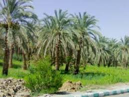 حملات مجانية لمكافحة (1,505) دونم من بساتين كربلاء