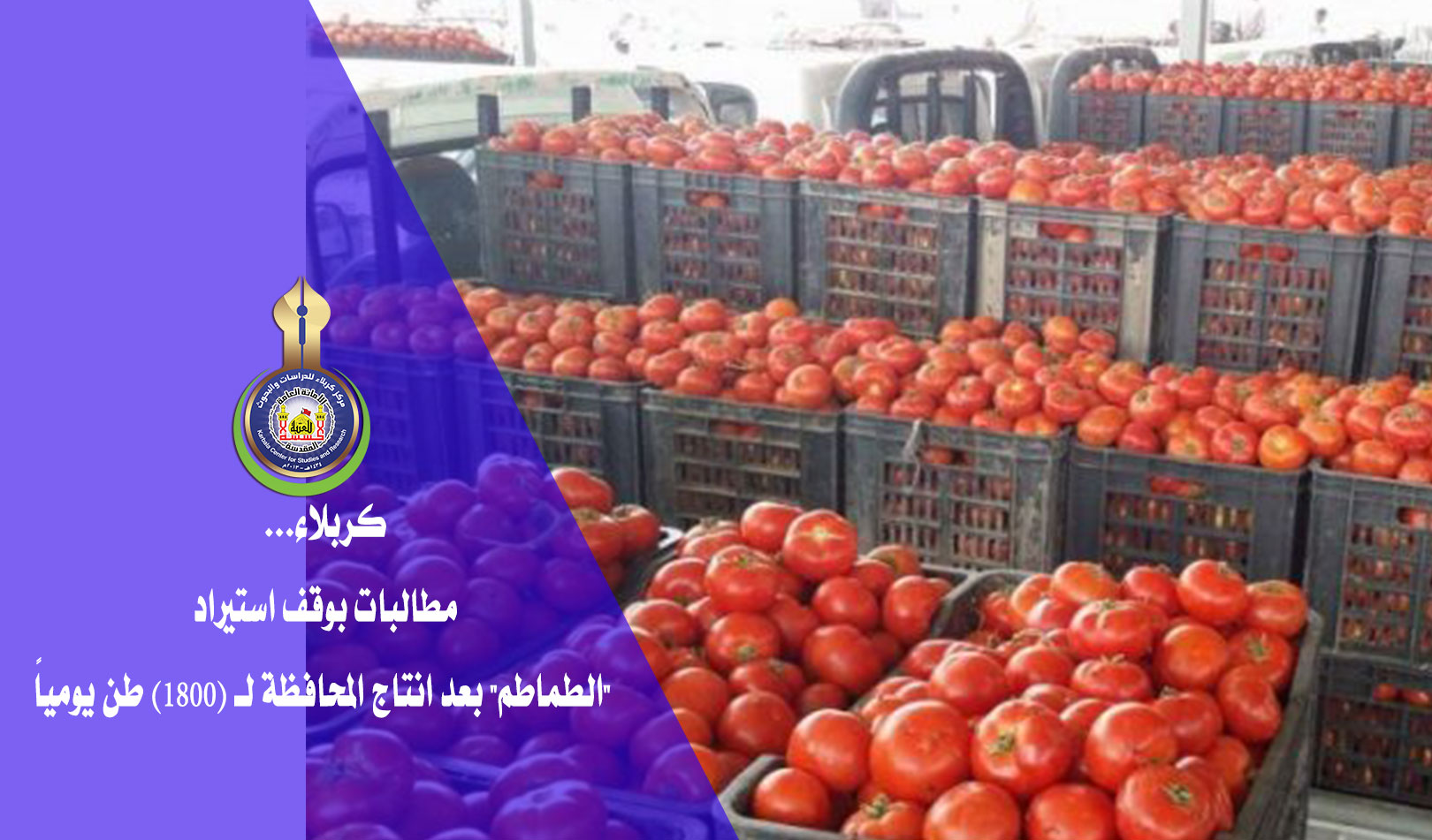 كربلاء... مطالبات بوقف استيراد الطماطم بعد انتاج المحافظة لـ (١٨٠٠) طن يومياً