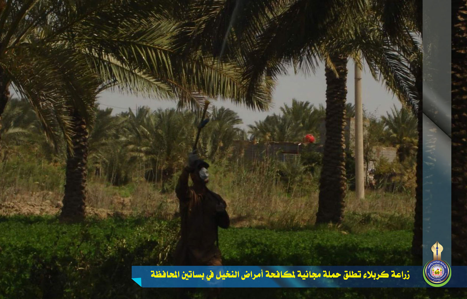 زراعة كربلاء تطلق حملة مجانية لمكافحة أمراض النخيل في بساتين المحافظة