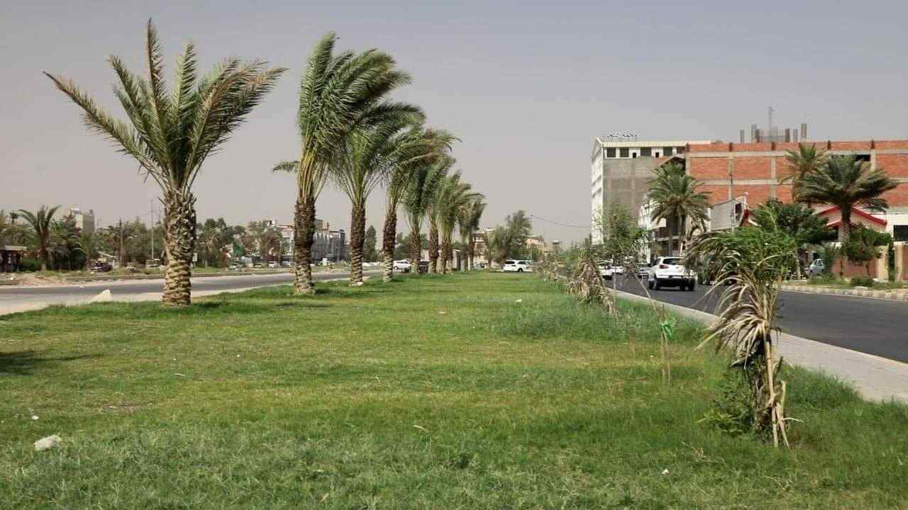 كربلاء تستبدل أشجار الـ (كينوكاربس) بالنخيل في شوارعها