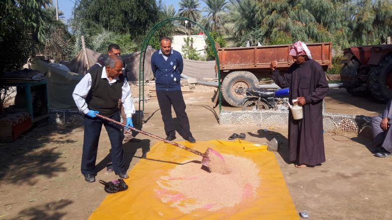 زراعة كربلاء تعفّر أكثر من (540) طناً من بذور الحنطة مجاناً ضد أمراض التفحم