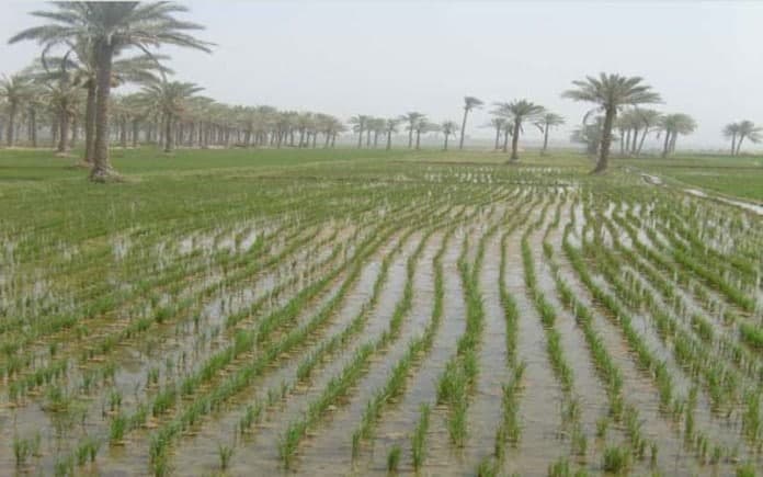 محاصيل كربلاء الزراعية في خطر... العدو المخفي يظهر من تحت الأرض ويبتلع المزروعات