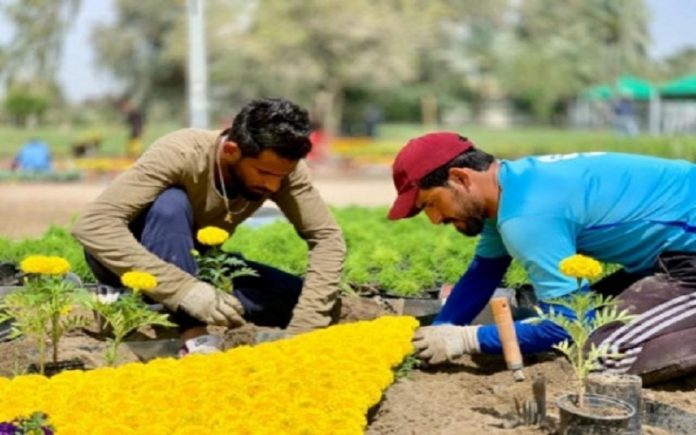 تحضيرات لزراعة أكثر من (500) ألف شتلة في طريق الزائرين بين كربلاء والنجف