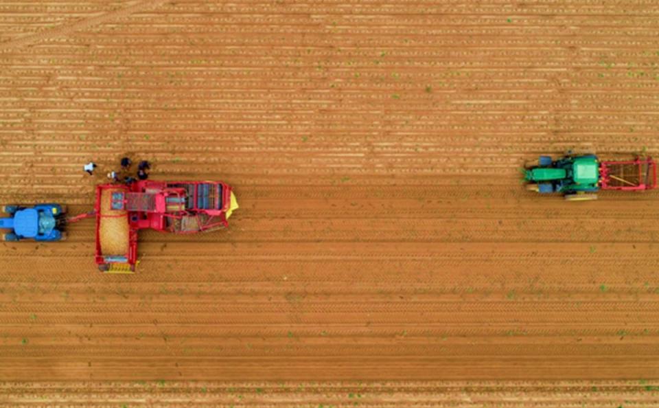 Potato harvest has started in Iraq and Kurdistan region