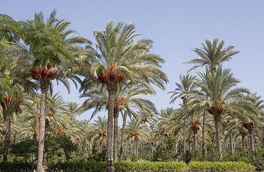 "موسوعة كربلاء" تنشر دراسةً عن تطوّر الزراعة في المدينة منذ العصور القديمة وحتى الآن