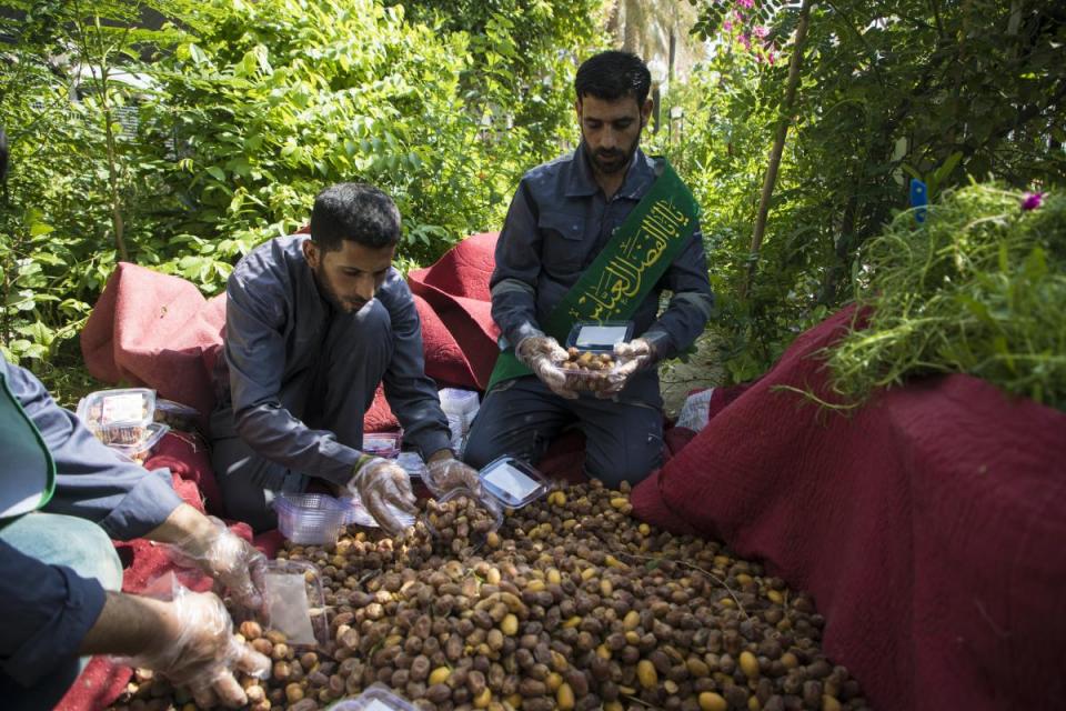 بعد حصادها وتنظيفها وتعليبها .. 7500( كغم) من تمور منطقة ما بين الحرمين  وّزعّت مجاناً للزائرين