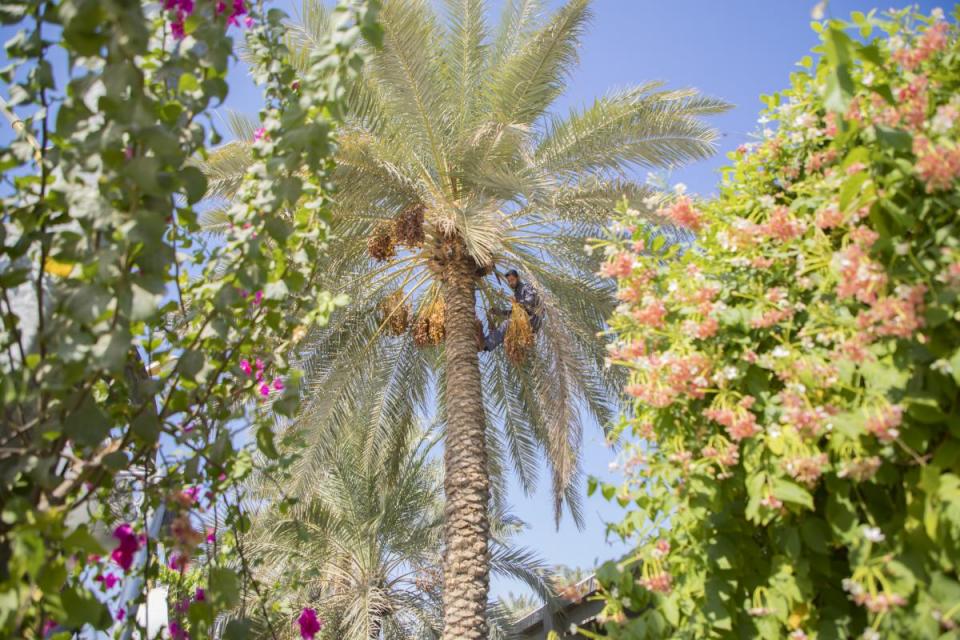 صورة إضافية