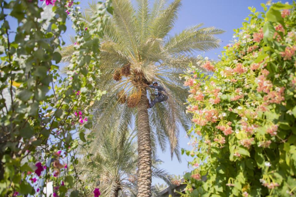 صورة إضافية