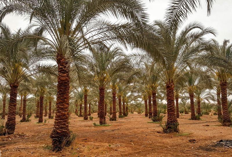 مهنة كربلائية قديمة.. تعتمد على ثمار النخيل بشكل رئيسِ وتستمر ليومنا هذا
