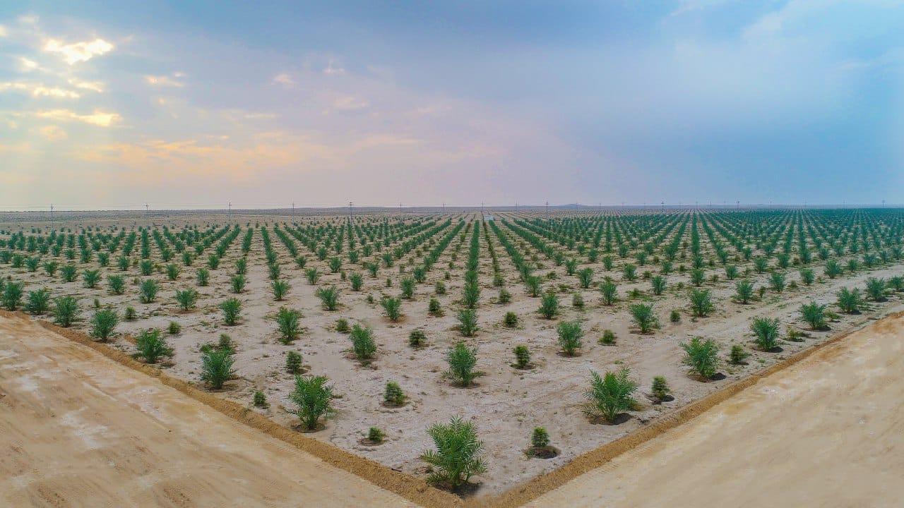 Karbala plays a major role in Iraq’s agricultural sector, report