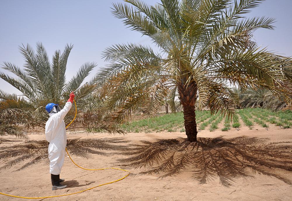 زراعة كربلاء تعلن البدء بحملة مجانية لمكافحة عنكبوت الغبار