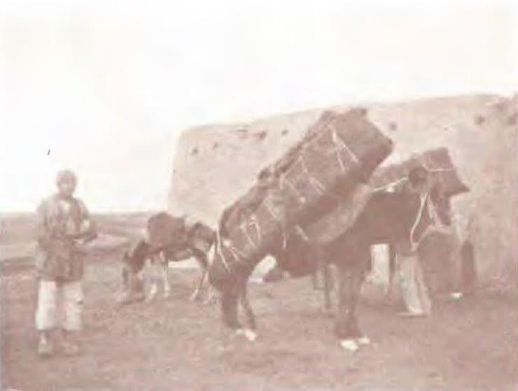 دفن جنازه در كربلا